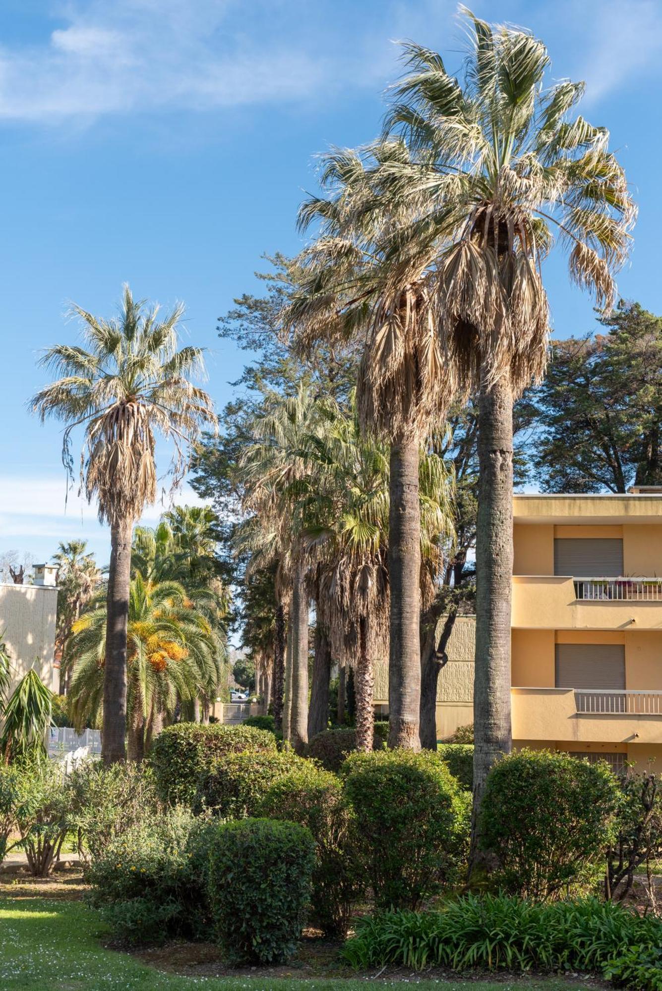 Les 15 Pins & La Mer -Your Green Getaway Near Sea & Beach Antibes Exteriér fotografie